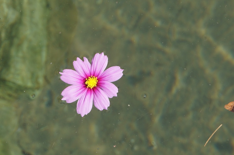 落花流水
