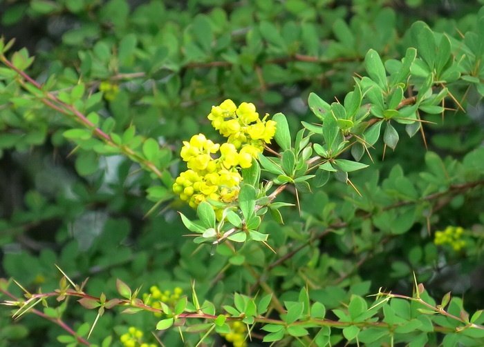 小黄连刺,别名:金花小檗,小叶三棵针,刺黄芩,土黄莲,老鼠子