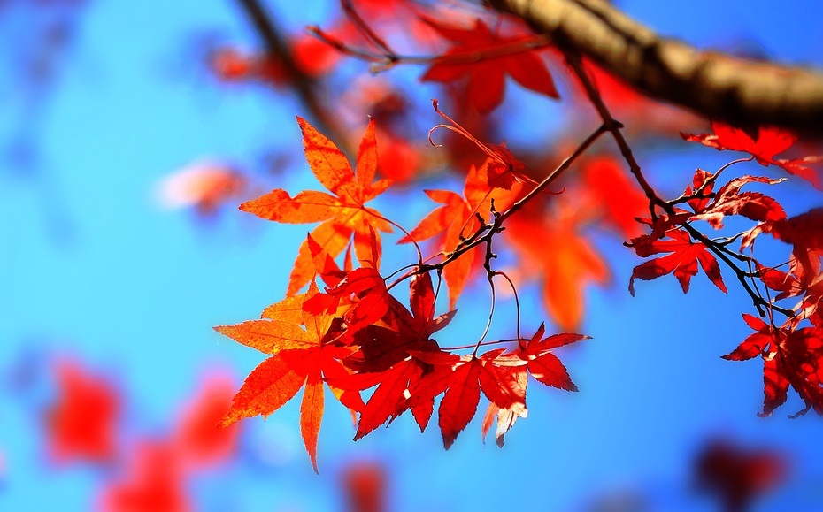 满山红叶似彩霞简谱_满山红叶似彩霞图片