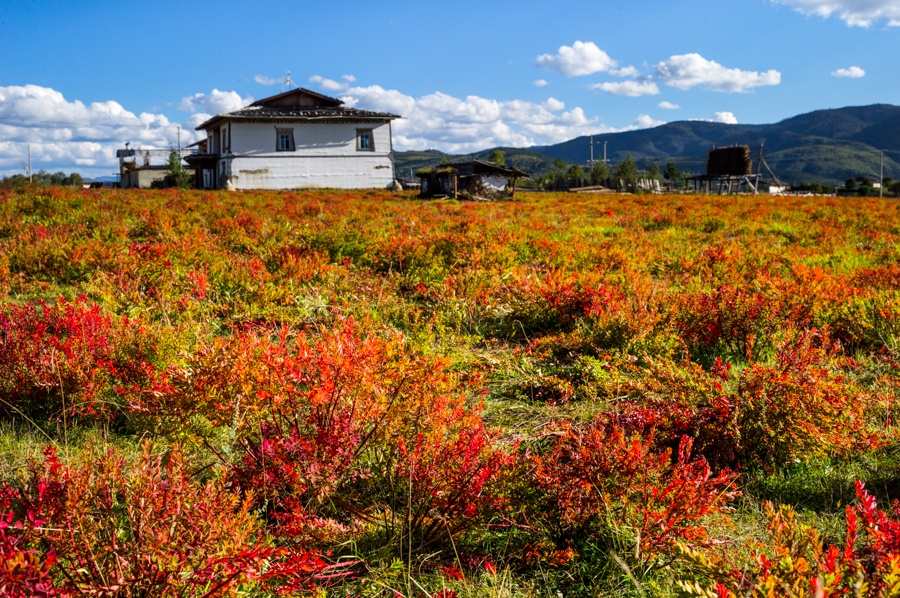 香格里拉最美秋色狼毒花怒放遍野