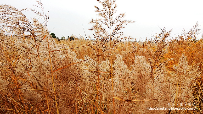 塞罕塔拉公园 城市里的草甸荒原-搜狐旅游