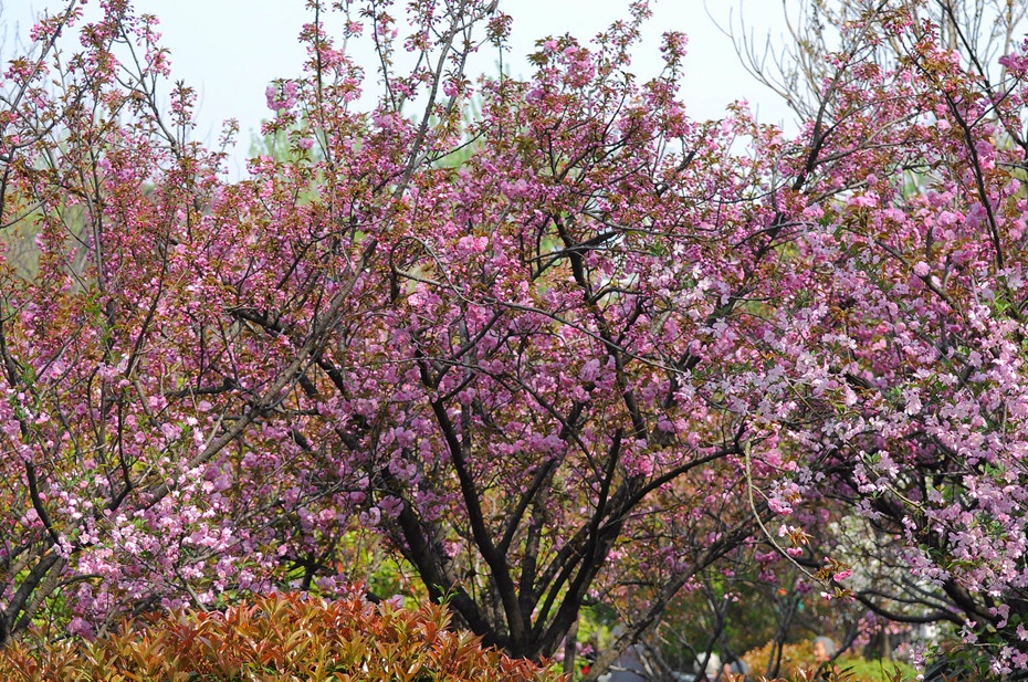 樱花 樱花节花絮(一) - 菊香的博客 - 菊香的博客 樱花 樱花节花絮(一) - 菊香的博客 - 菊香的博客