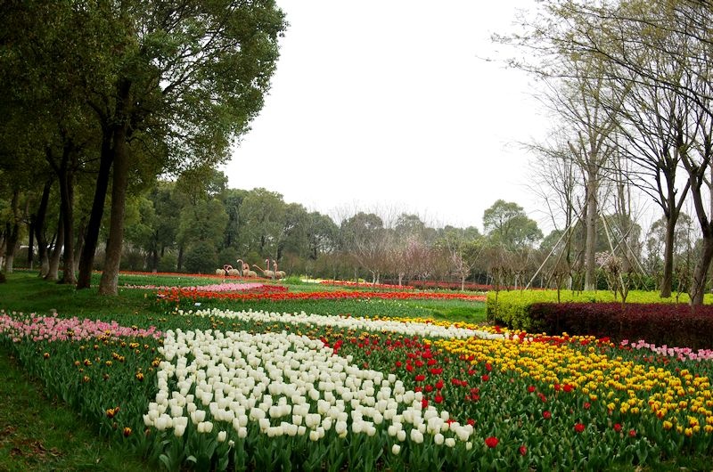 上海鲜花港图片_北京国际鲜花港图片_一束鲜花图片大全大图(4)