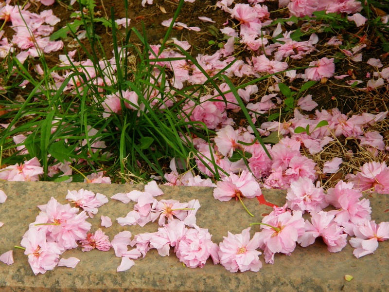 不文明的赏花客与被摧残的花朵