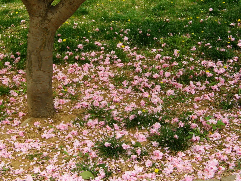 不文明的赏花客与被摧残的花朵