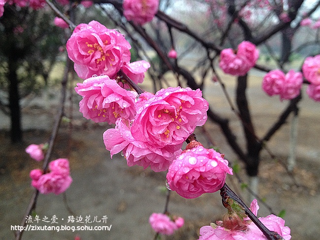 【流年之爱】甘瓜苦蒂,物无全美