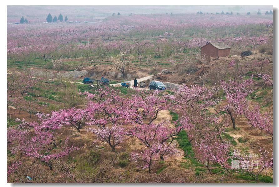 京郊踏青地 平谷桃花海