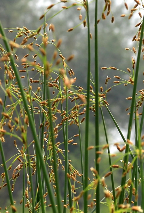 水葱       别名:管子草,冲天草(江苏),莞蒲,莞.