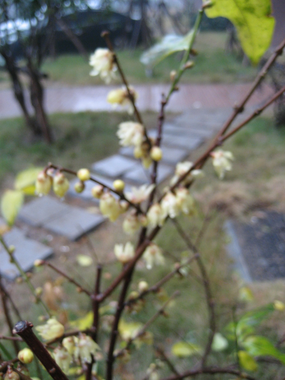 梅花树的叶