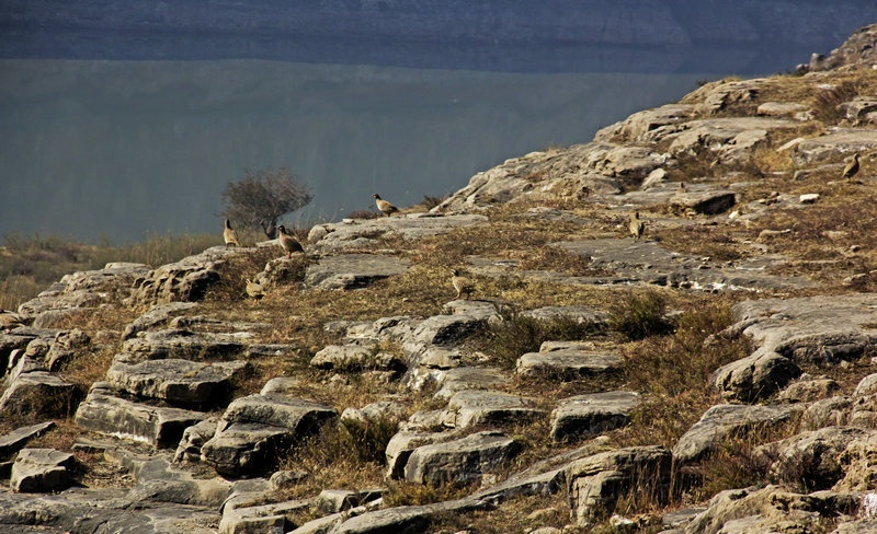 亘古黄河清一段,炫彩偏关老牛湾--山西黄河行之