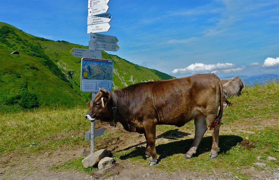 阿尔卑斯山黄牛又称瑞士褐牛(brown-swiss),是世界上最古老的家牛品种
