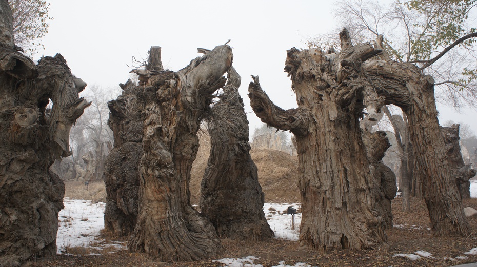 转载】新疆野马古生态园:古胡杨区