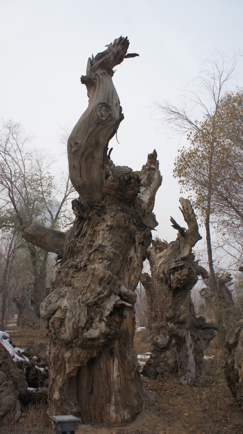 新疆野马古生态园：古胡杨区 - 余昌国 - 我的博客
