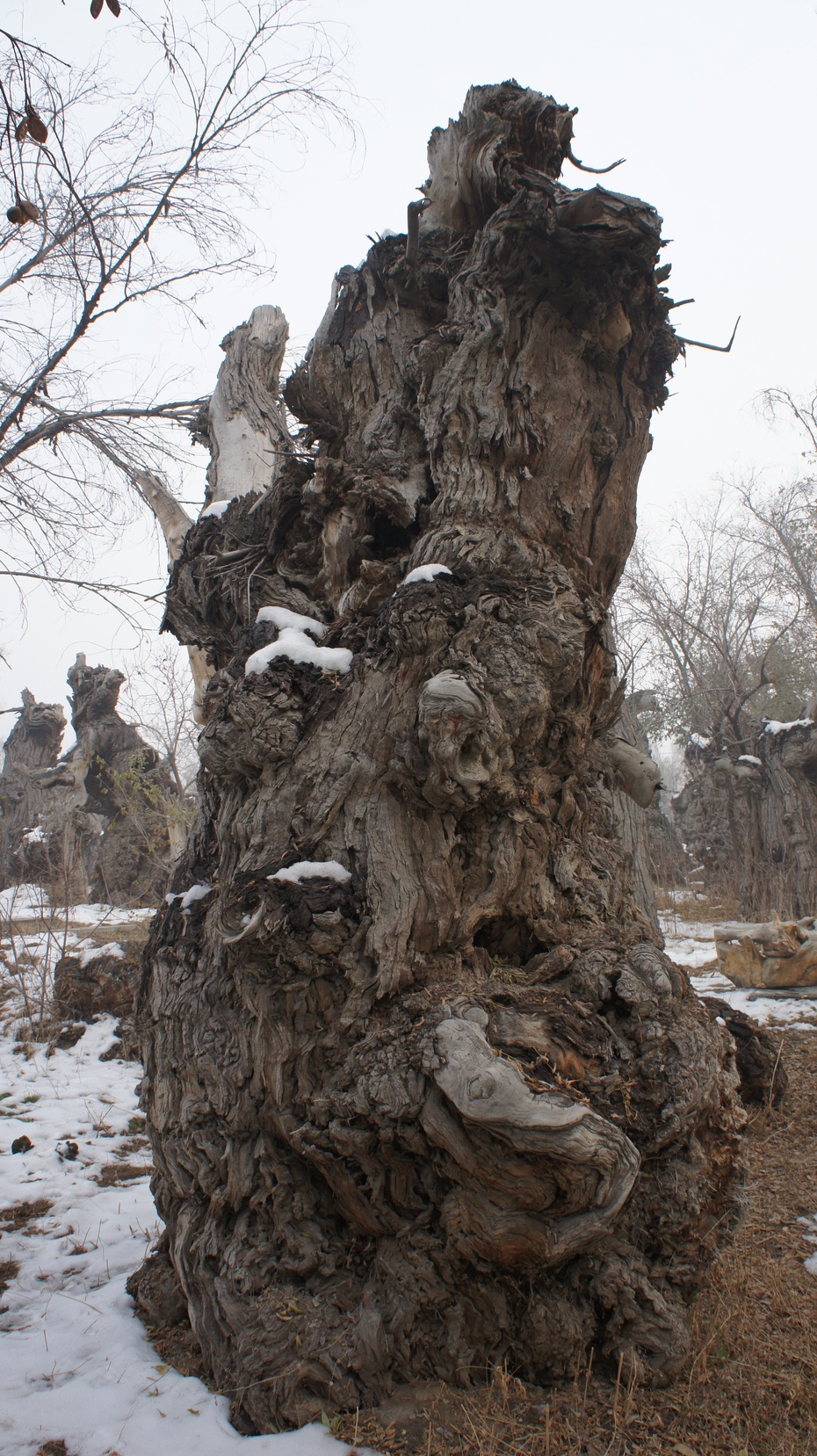 新疆野马古生态园：古胡杨区 - 余昌国 - 我的博客