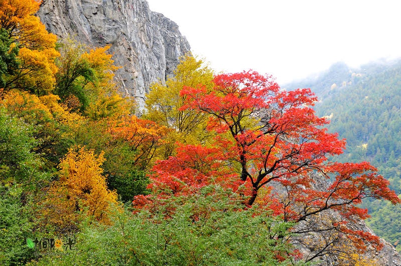 阿坝 秋---徜徉在野风景里 - H哥 - H哥的博客 阿坝 秋---徜徉在野风景里 - H哥 - H哥的博客