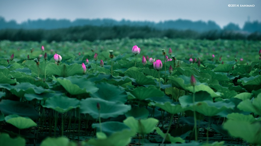 淮阳荷花节龙湖赏荷