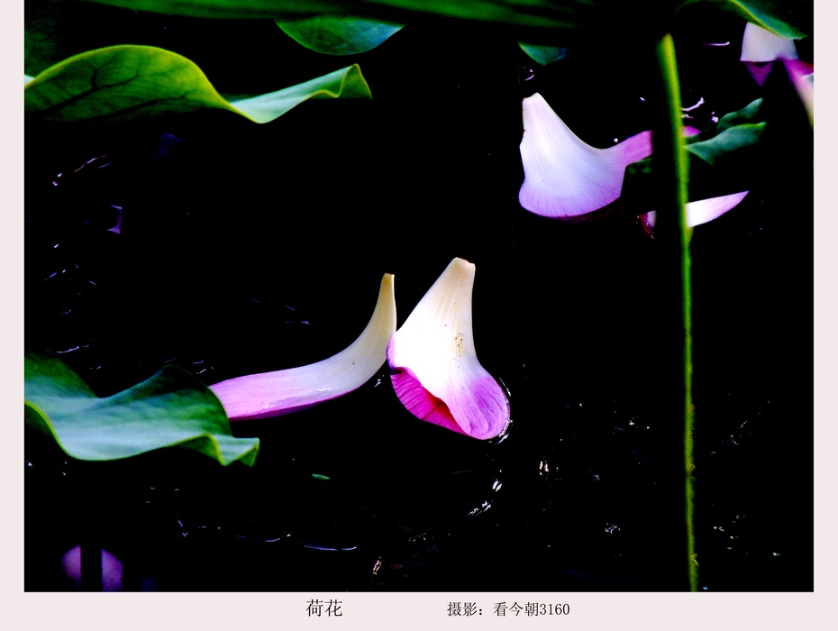 p8:莲蓬是荷花的莲房,初夏时莲蓬只是荷花的花心,当盛夏之后,花瓣