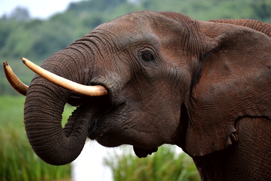 【肯尼亚行摄】实拍:水牛大战野象群