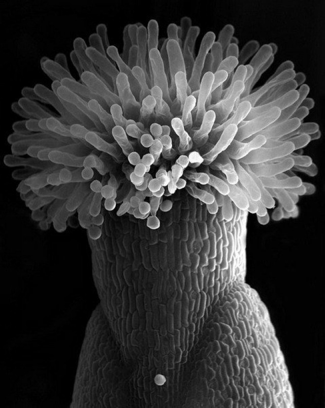 奇异的花卉:这张扫描电子显微照片呈现了拟南芥柱头顶部区域.