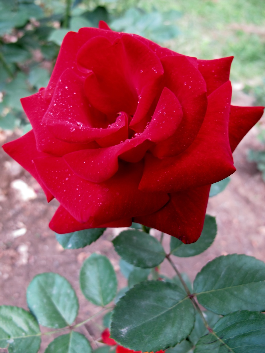 士林官邸玫瑰园盛开的让女士们尖叫的玫瑰花-真水无香