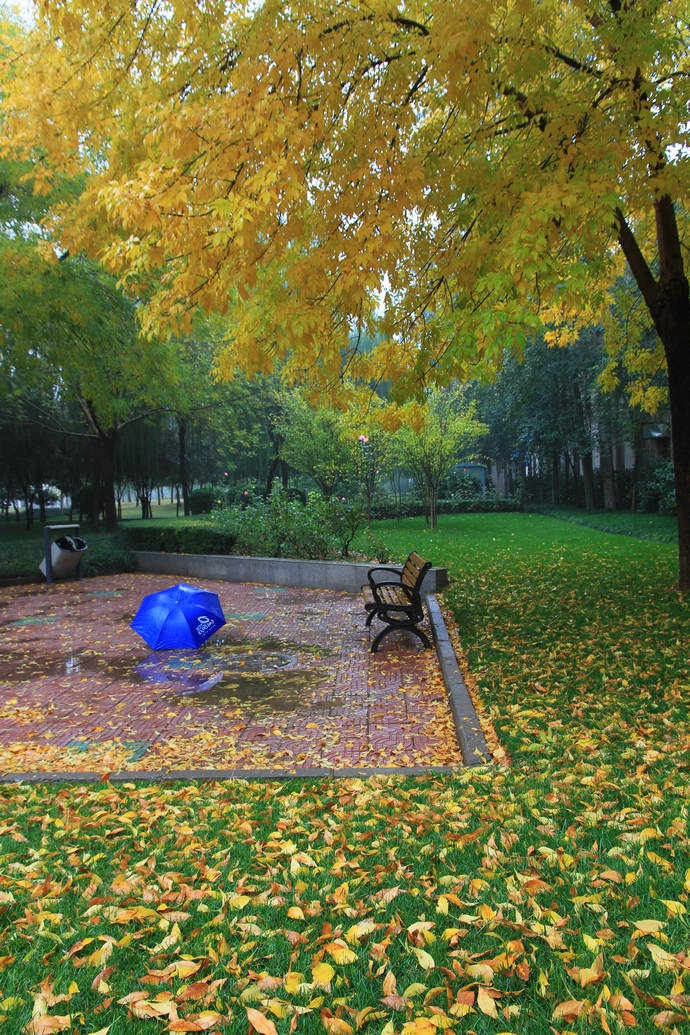 雨中秋景