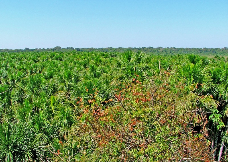 【环球风光】亚马逊河热带雨林探险-旅馆受恐