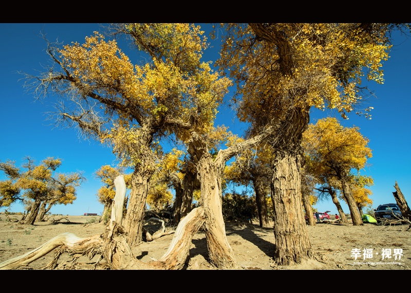 额济纳胡杨林 英雄的最后倾诉