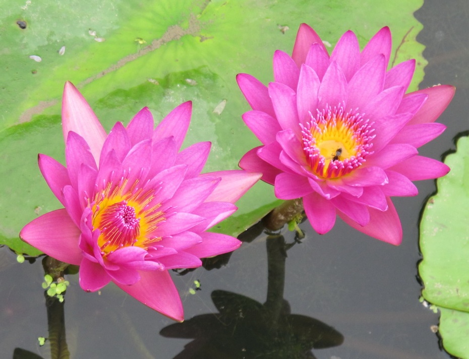 九品香水莲花的香味淡雅,品位高贵,颜色绚丽,着花期长,在台湾台东县