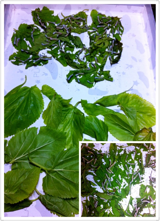 蚕为什么吃桑叶?它吃其它的叶子吗?