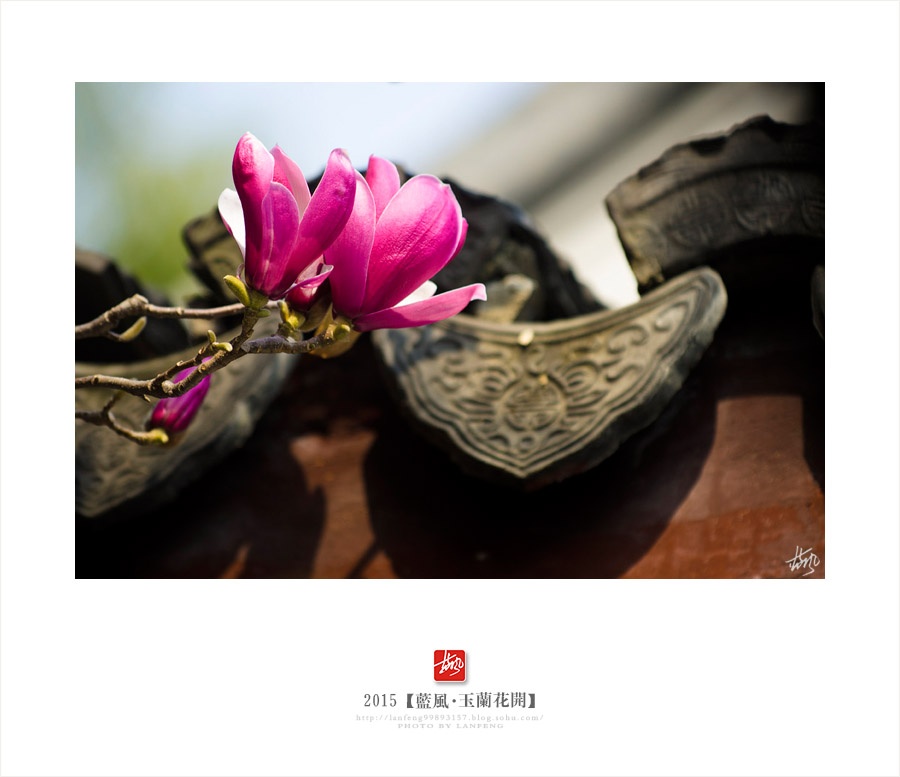 【上海】玉兰花开满城香 - 蓝风 - 蓝风的图像家园 【上海】玉兰花开满城香 - 蓝风 - 蓝风的图像家园