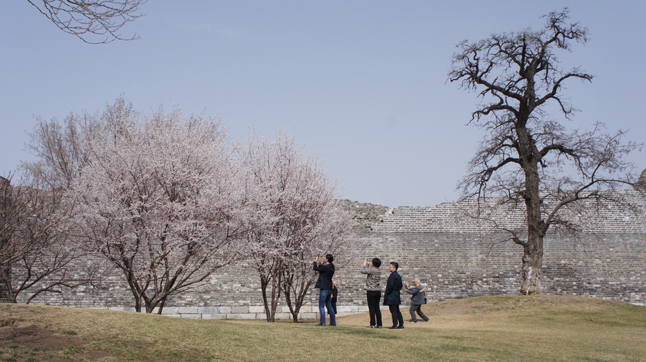 梅花绽放北京明城墙遗址公园