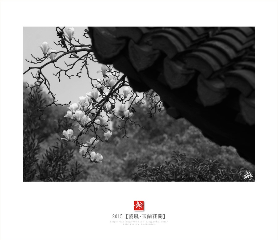 【上海】玉兰花开 - 蓝风 - 蓝风的图像家园 【上海】玉兰花开 - 蓝风 - 蓝风的图像家园