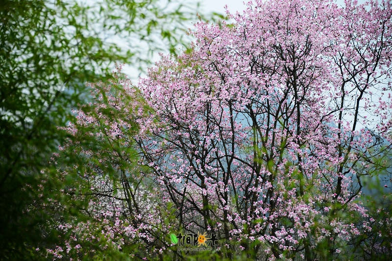 花云漫天---江油吴家后山辛夷花