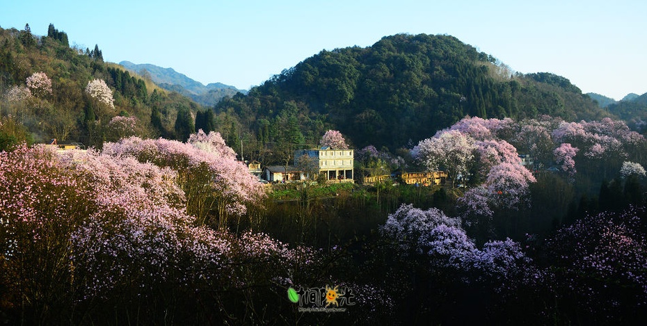 花云漫天---江油吴家后山辛夷花