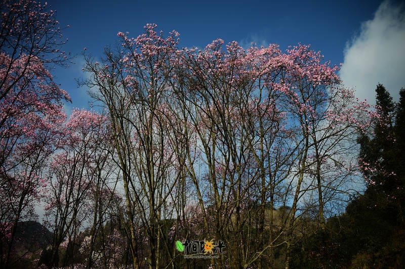 花云漫天---江油吴家后山辛夷花