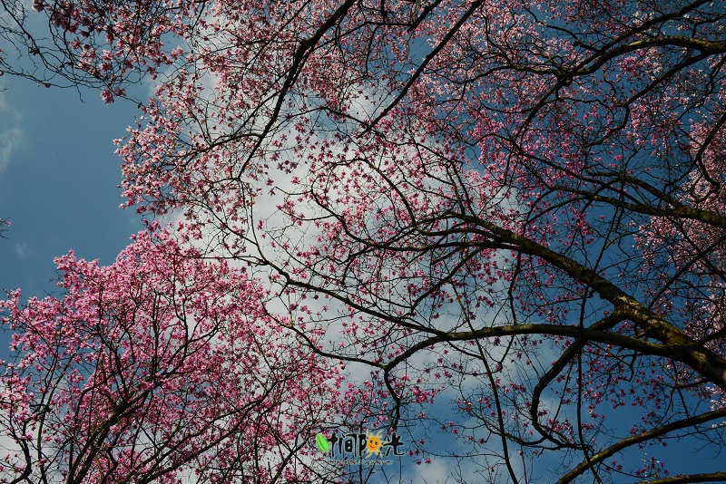 花云漫天---江油吴家后山辛夷花-搜狐旅游