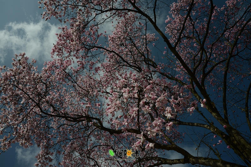 花云漫天---江油吴家后山辛夷花-搜狐旅游