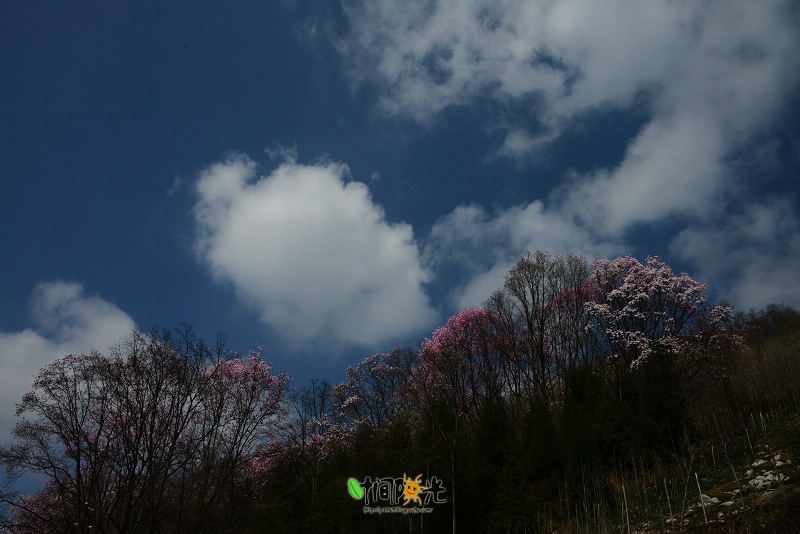 花云漫天---江油吴家后山辛夷花-搜狐