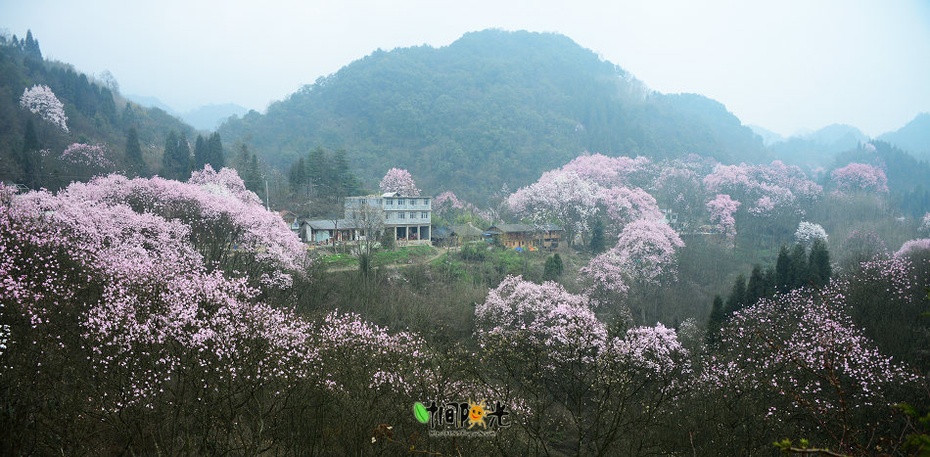 花云漫天-江油吴家后山辛夷花