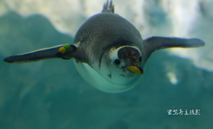 【珠海长隆】在长隆海洋王国里漫游