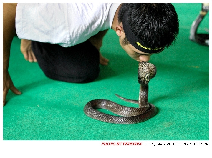 泰国。清迈。惊险刺激的耍蛇表演