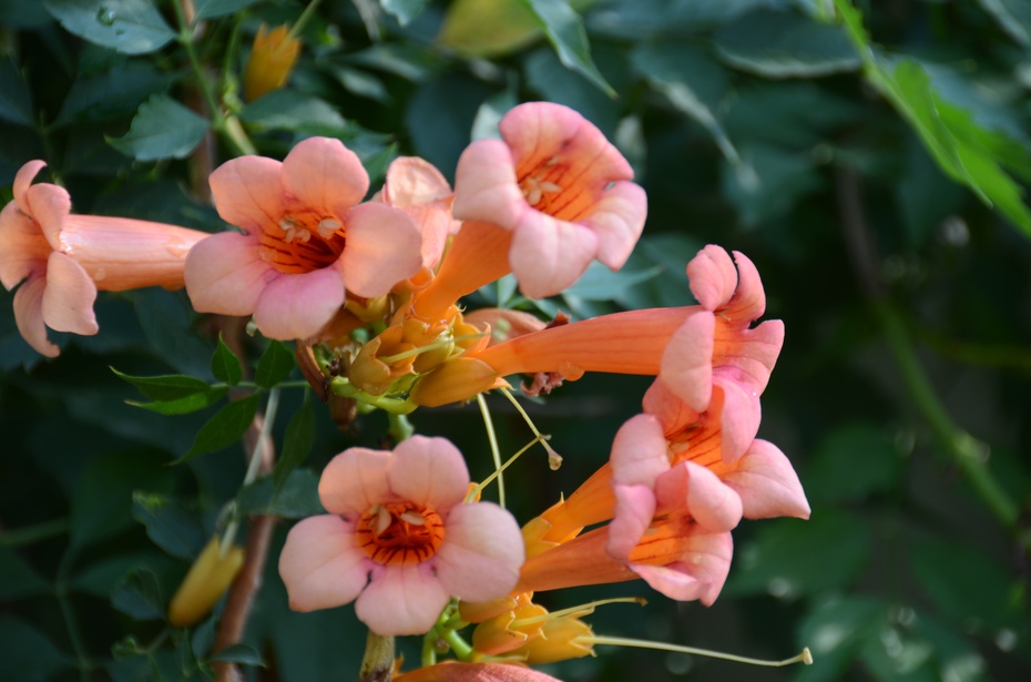 凌霄花花语