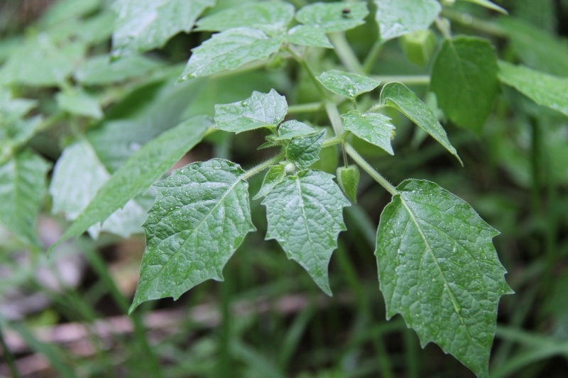 庆元植物496茄科酸浆属苦蘵