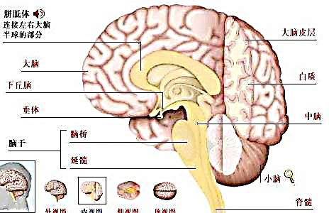 人脑是我们的指挥中心,是上帝的禁地,我们对其既充满好奇又抱有敬畏.