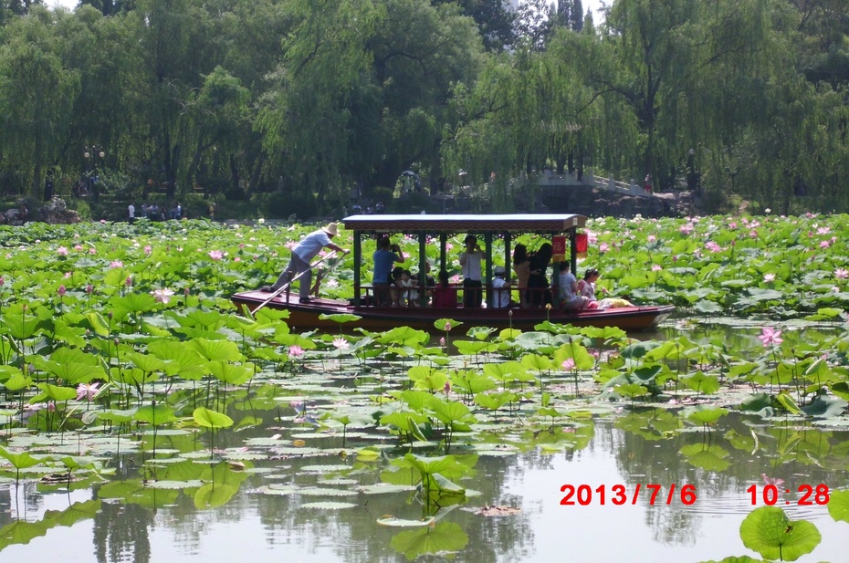 成为 荷塘一道美丽的风景.在拍摄荷花的同时
