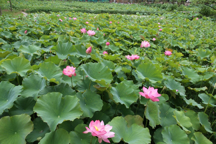 【我眼中的教育2*路桥诗歌】【摄影】夏日赏荷