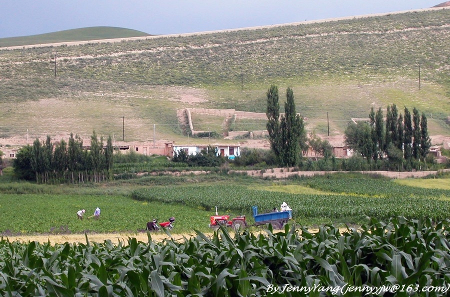 维族的土房子,和耕作的风景.