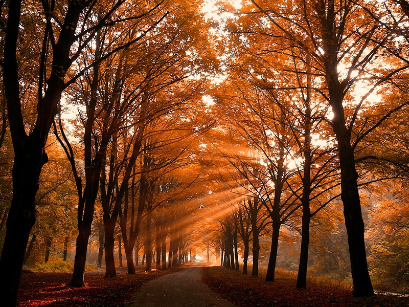 树花落叶猜成语_看图猜成语