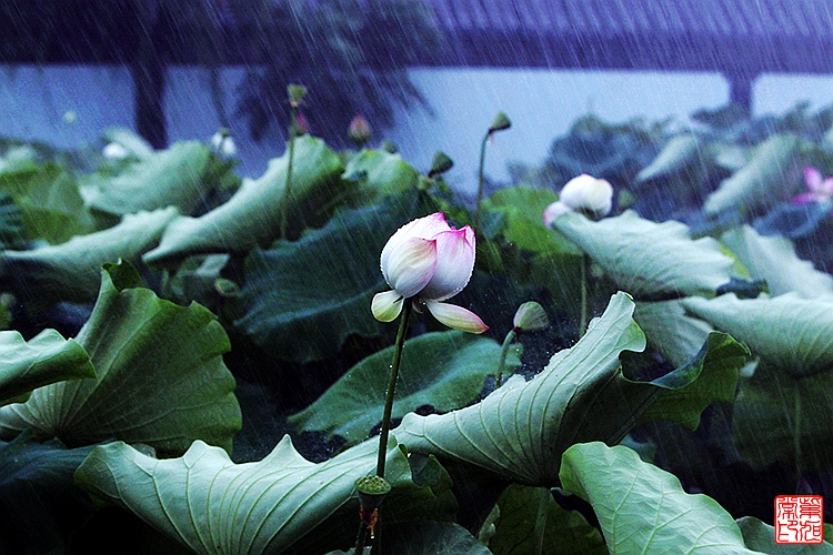 【白洋淀大观园】夏雨荷,风雨中的美丽-搜狐旅