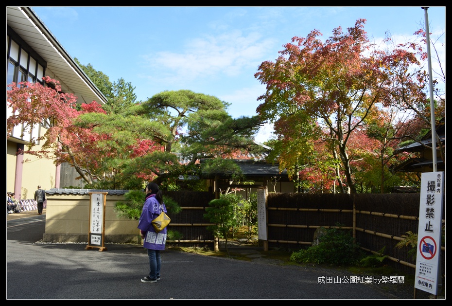 成田山公园的红叶 2 紫罗兰 搜狐博客